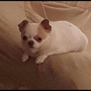 Meet your Posher, Allie